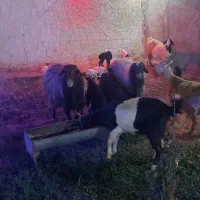 دو عدد قوچ درجه یک