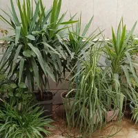 گل یوکا تنه دار