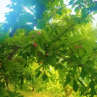 خریدار وان فرزند اوری