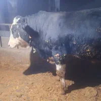 گوساله گوشتی