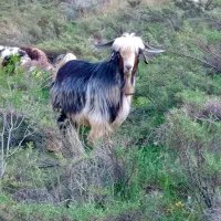 دبر|حیوانات مزرعه|بابا حیدر, |دیوار