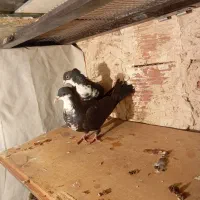 جفت سیاه رسمی خوشکل|پرنده|کرمان, |دیوار