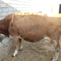 فروش دو گاو و گوساله سیمینتال