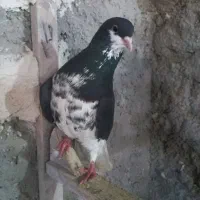 شهری بهبونی