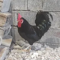 خروس سیاه محلی  اصل براق