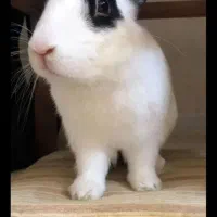 واگذاری رایگان خرگوش نر اهلی دوساله