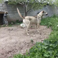 سگ ماده سرابی