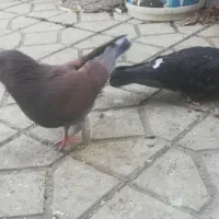 کفتر نر پرشی جنس درست|پرنده|تبریز, |دیوار