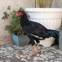 خروس لاری ۷ ماهه|حیوانات مزرعه|بابل, |دیوار