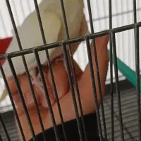 جوجه عروس هلندیی و دوتا کوتوله|پرنده|خمینی‌شهر, |دیوار