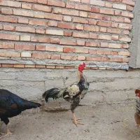 حیوانات  مزرعه