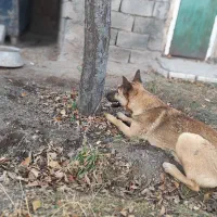 سگ گرگی ماده