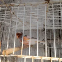 4تا قناری نر مست شلاغی و یه ماده مست ابپخش|پرنده|بوشهر, |دیوار