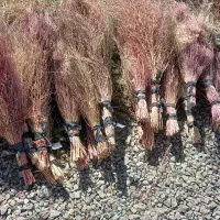 جارو|جاروبرقی، جارو شارژی، بخارشو|بیرانوند, |دیوار