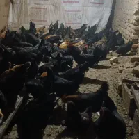 مرغ محلی تخمگذار.|حیوانات مزرعه|مشهد, کوی سیدی|دیوار