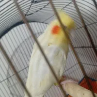 عروس هلندی جفت مولد کار داده|پرنده|بهار, |دیوار