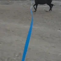 سراج کری نریون کرددوسر تاییدیه|اسب و تجهیزات اسبسواری|اصفهان, حصه جنوبی|دیوار