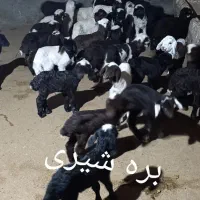 بره شیری قیمت توافقی