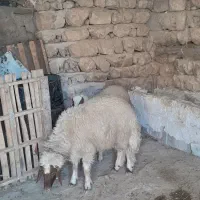 ۲عدد بره قوچ سنجابی