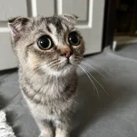 توله گربه اسکاتیش فولد