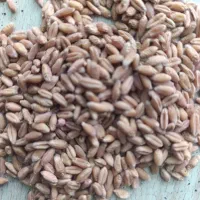 بذر گندم قابوس۱۵۰کیلو