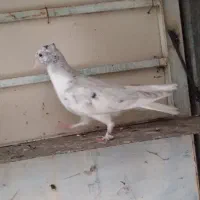 جوجه کفتر رنگه هفت رنگ دم سفید کاکلی نر