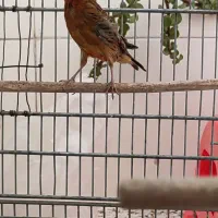 قناری ماده جفتی سهره|پرنده|قدس, شهرقدس|دیوار