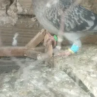 کفتر بوم|پرنده|مشهد, نوید|دیوار