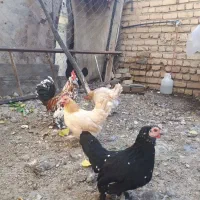 جوجه مرغ وتخم مرغ|حیوانات مزرعه|تهران, دهم فروردین|دیوار