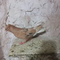 پلاکی و طوقی|پرنده|ساری, |دیوار