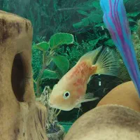 آکواریوم|ماهی|سوسنگرد, |دیوار