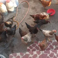 22000000|حیوانات مزرعه|ماکو, |دیوار