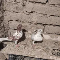 کبوتر تهرانی|پرنده|کرمانشاه, |دیوار