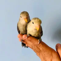 طوطی کوتوله برزیلی دستی عروس هلندی مرغ عشق کبوتر