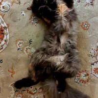 گربه پرشین|گربه|گرگان, |دیوار