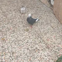 کبوتر|پرنده|اندیمشک, |دیوار