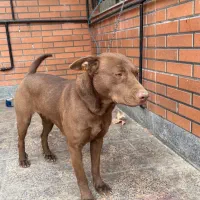 واگذاری سگ پیت بول|سگ|قدس, شهر‌قدس|دیوار