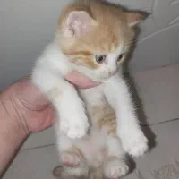 گربه نژاده چین چیلا|گربه|پرند, فاز ۶|دیوار