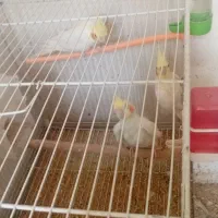 عروس هلندی