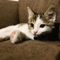 واگذاری گربه|گربه|ارومیه, |دیوار