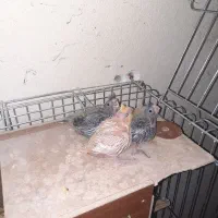 عروس هلندی نر و دستی و سرلاکی|پرنده|تاکستان, |دیوار