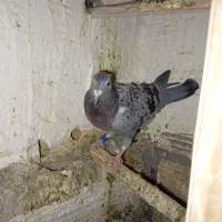 پلاکی نر|پرنده|بم, |دیوار