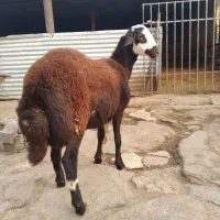 بره قوچ افشار پلنگی، میش ، گوسفند،بز