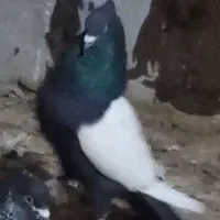 سینه ای و هما سرور