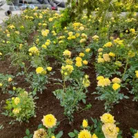 خدماتباغبانیوسمپاشیصفرتاصدبومهن پردیس مهراباد|خدمات باغبانی و درختکاری|رودهن, |دیوار