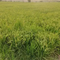 ماوضه برنج با میش