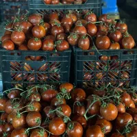 گوجه فرنگی|عمده‌فروشی|تهران, میدان میوه و تره‌بار مرکزی|دیوار