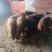 بره  نر پروار