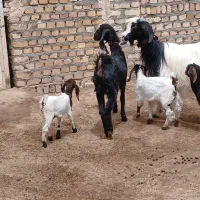 کولار دوقلوزا