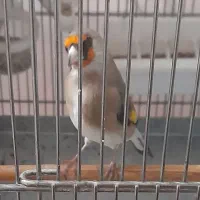 سهره دورگ معاوضه با رسمی یا سهره قناری نر|پرنده|ری, ولی آباد|دیوار